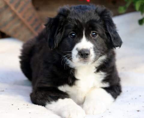 Specil Mini Aussie2