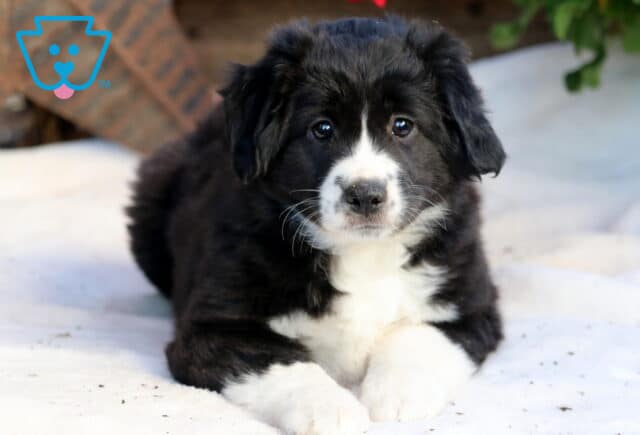 Specil Mini Aussie2 image