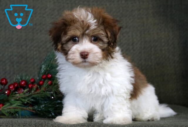 Spencer Havanese image