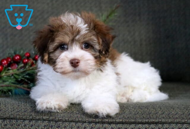 Spencer Havanese2 image