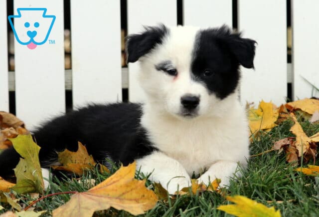 Splash Border2 image