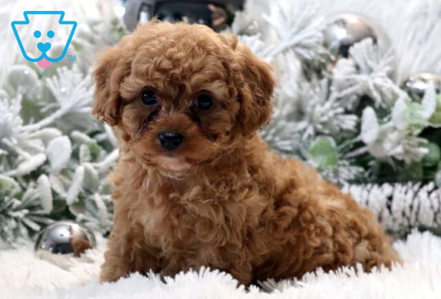 Tiny apricot Cavapoo puppy with tight curly fur sitting on a fluffy white rug, looking up with bright dark eyes, surrounded by frosted greenery and silver holiday ornaments. image