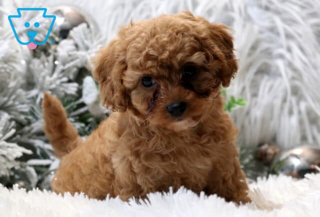 Apricot Cavapoo puppy with soft curly fur sitting on a fluffy white rug, tilting its head slightly with big dark eyes, surrounded by frosted greenery and shiny silver ornaments in the background. image