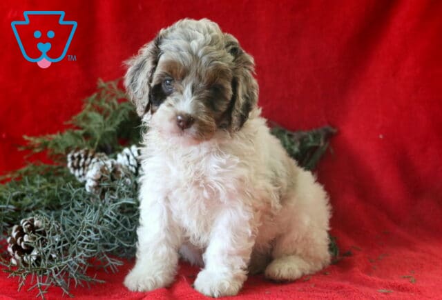 Sprinkles Cockapoo image