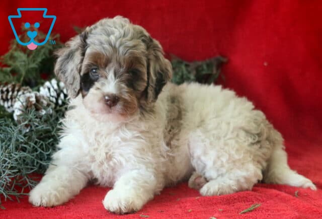 Sprinkles Cockapoo2 image