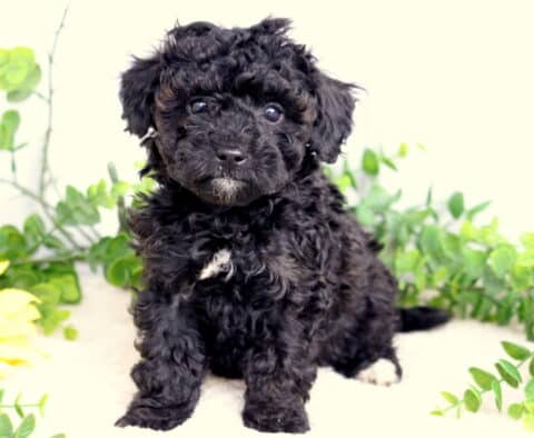 Sprinkles Toy Poodle