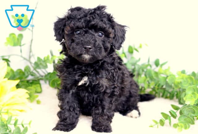 Sprinkles Toy Poodle image