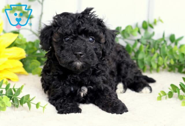 Sprinkles Toy Poodle2 image