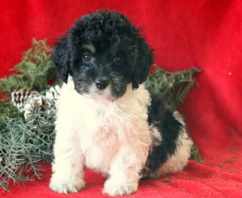Curly black and white Cockapoo puppy sitting upright on a red blanket with a sweet expression, posed beside frosted pinecones and rustic winter greenery.