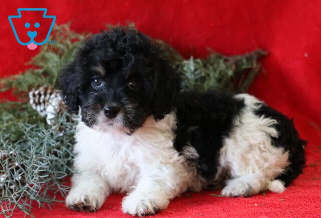 Star Cockapoo2 image