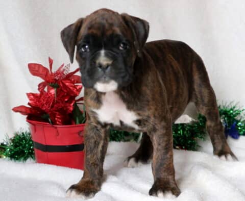 Brindle Boxer puppy with a white chest standing on a white blanket next to a red holiday bucket decorated with shiny red flowers and green garland.
