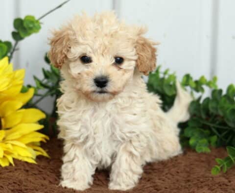 Stormy Toy Poodle
