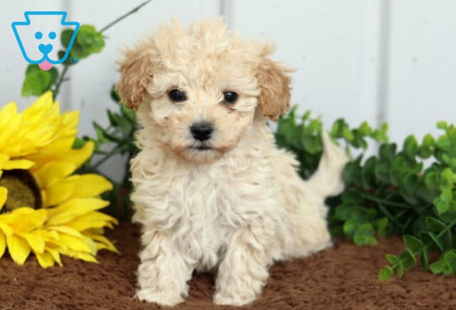 Stormy Toy Poodle image