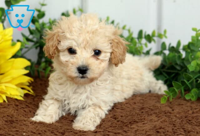 Stormy Toy Poodle2 image