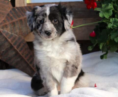 Sugar Mini Aussie