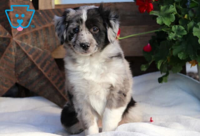 Sugar Mini Aussie image