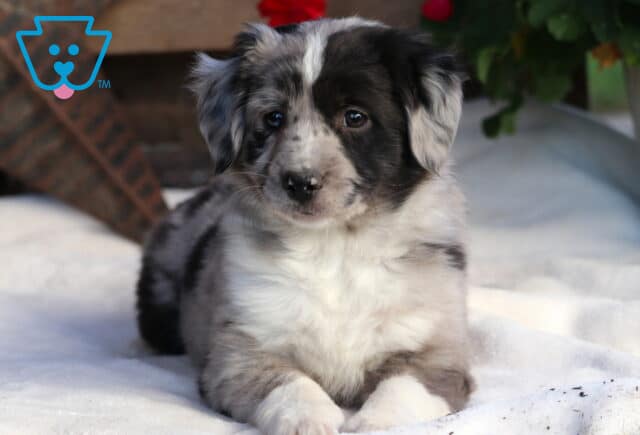 Sugar Mini Aussie2 image