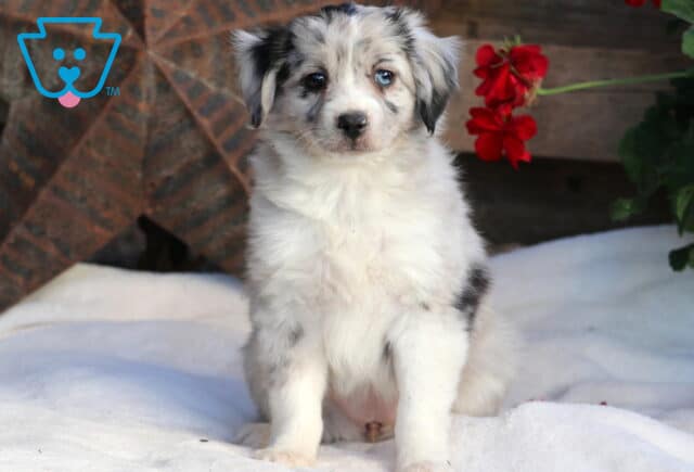 Sweetie Mini Aussie image