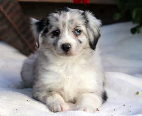 Sweetie Mini Aussie2