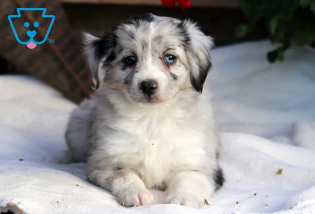 Sweetie Mini Aussie2 image
