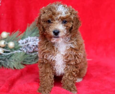 Tessa Mini Poodle