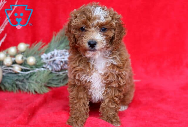 Tessa Mini Poodle image