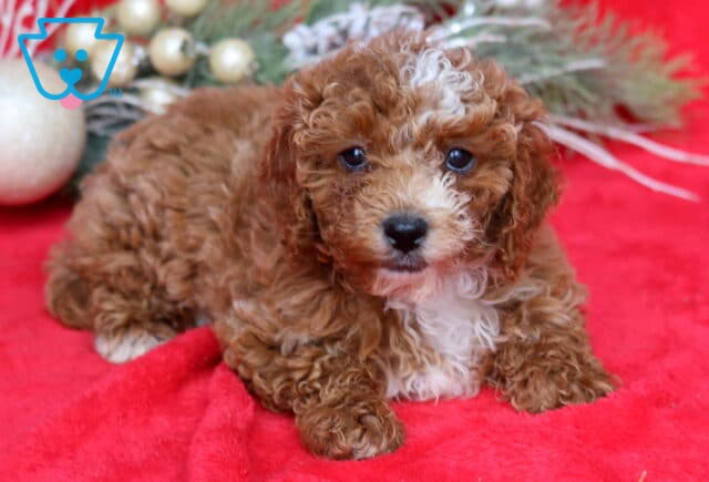 Tessa Mini Poodle2 image