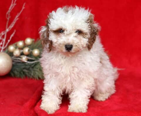 Theo Mini Poodle