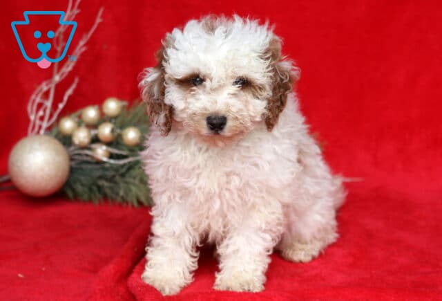 Theo Mini Poodle image