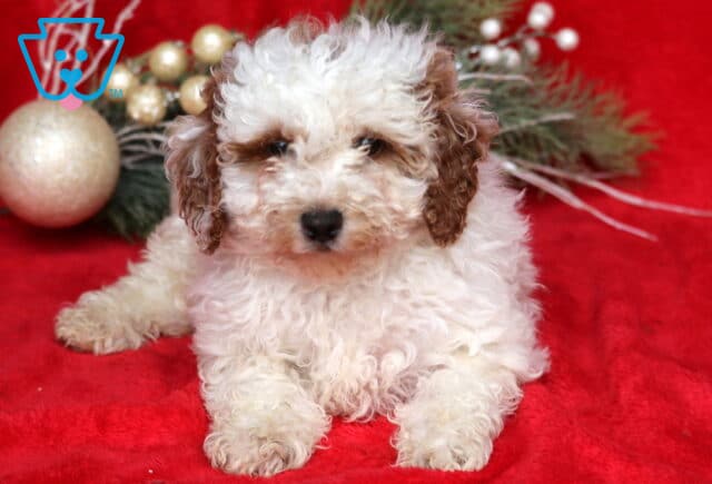 Theo Mini Poodle2 image