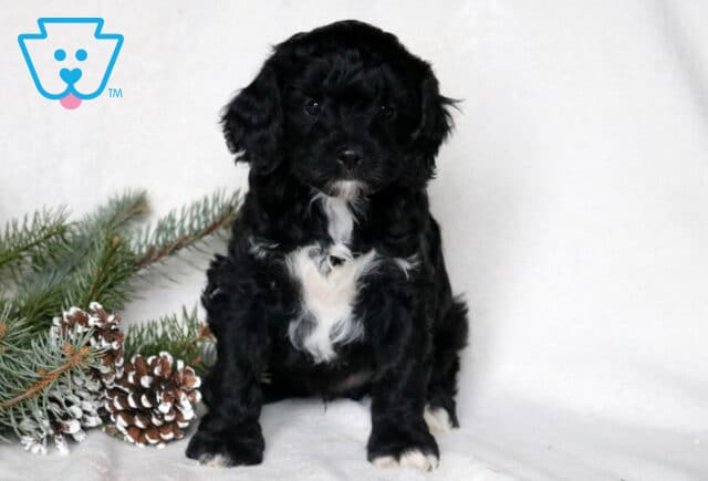 Theodore Cockapoo image