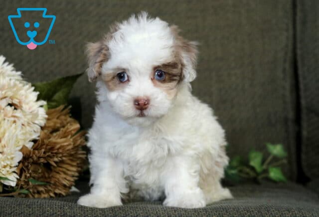 Tizzie Havapoo image