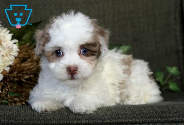 Tizzie Havapoo2 image