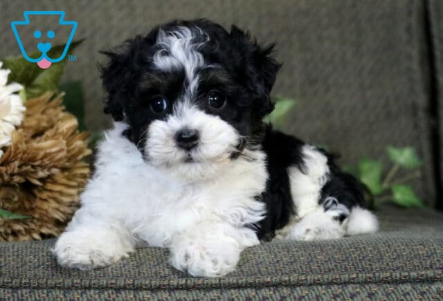 Tootie Havapoo2 image