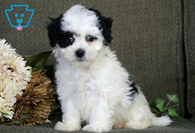 Treasure Havapoo image