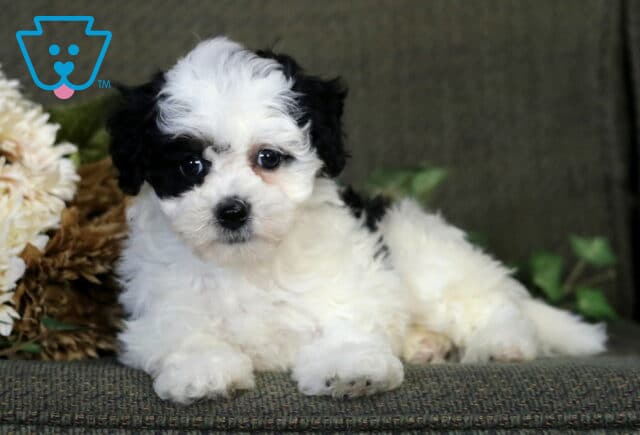 Treasure Havapoo2 image