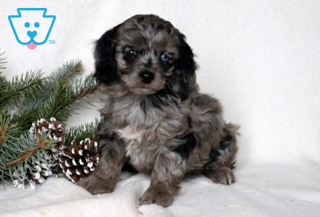 Twila Cockapoo image