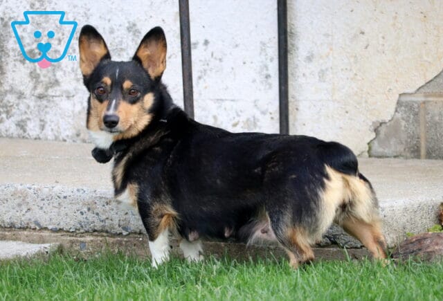 Twila Welsh Corgi Jonas Stoltzfus image