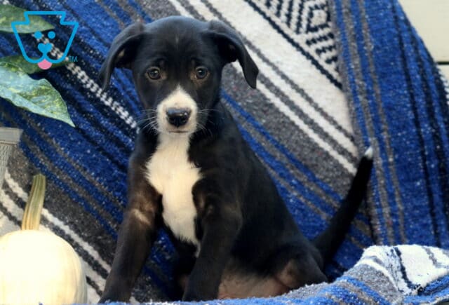 Wags Border Mix image