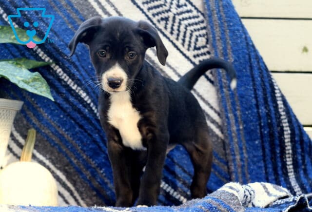 Wags Border Mix2 image