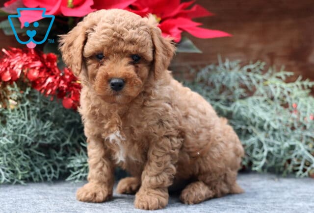 Wally Mini Poodle image