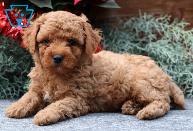 Wally Mini Poodle2 image