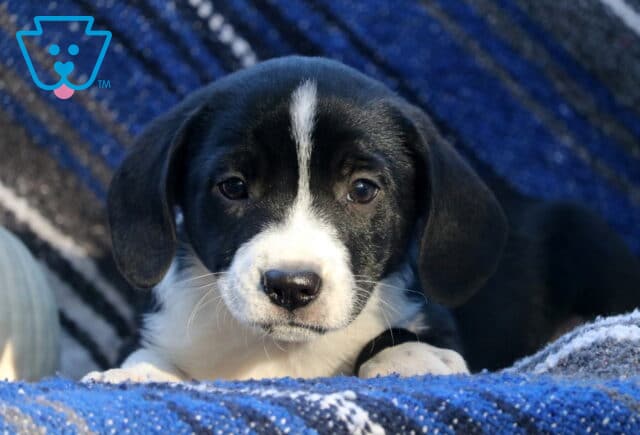 Wanda Border Mix2 image