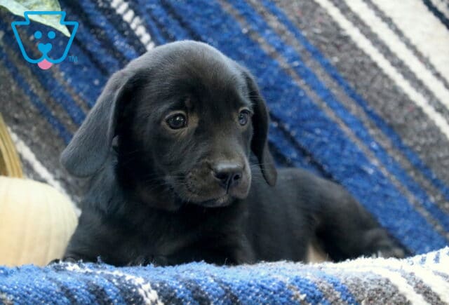 Wavy Border Mix image