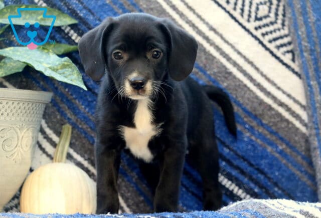 Wendy Border Mix2 image