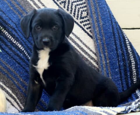 Black and white Border Collie Mix puppy sitting alertly on a blue striped blanket. The puppy has a white chest patch, shiny black coat, and expressive brown eyes, looking curious with its tail stretched out behind it next to a small white pumpkin.