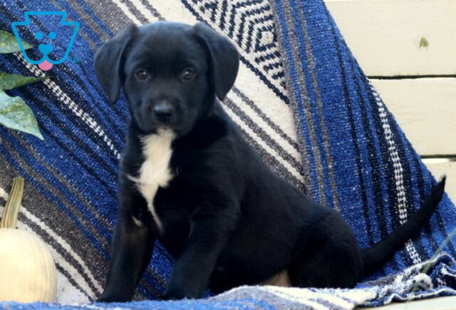 Wesley Border Mi image