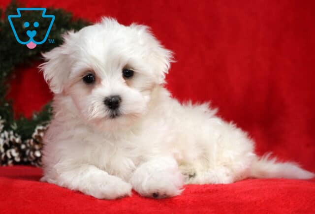 Wesley Maltese2 image