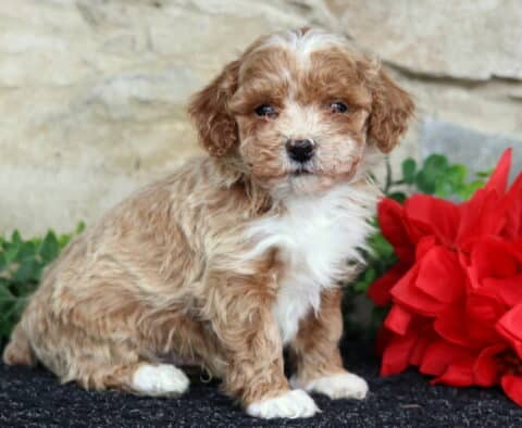 Wesley Toy Poodle