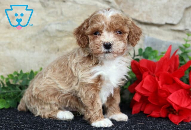 Wesley Toy Poodle image